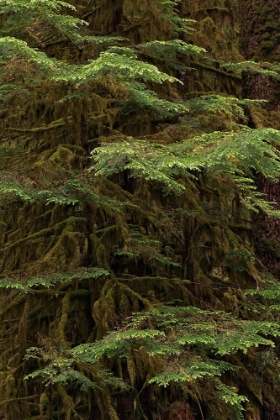 Picture of WESTERN HEMLOCK TREE-HOH RAINFOREST-OLYMPIC NATIONAL PARK-WASHINGTON STATE