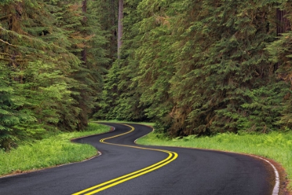 Picture of CURVING ROAD THOUGH LUSH FOREST-OLYMPIC NATIONAL PARK-WASHINGTON STATE