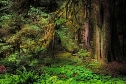Picture of BIG LEAF MAPLE TREE DRAPED WITH CLUB MOSS-HOH RAINFOREST-OLYMPIC NATIONAL PARK-WASHINGTON STATE
