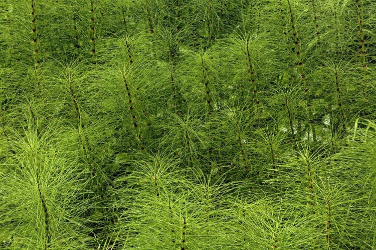 Picture of HORSETAIL FERNS-HOH RAINFOREST-OLYMPIC NATIONAL PARK-WASHINGTON STATE