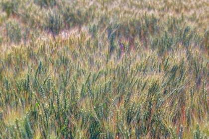 Picture of WHEAT CROP CLOSE-UP-PALOUSE REGION OF EASTERN WASHINGTON STATE