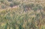 Picture of WHEAT CROP CLOSE-UP-PALOUSE REGION OF EASTERN WASHINGTON STATE
