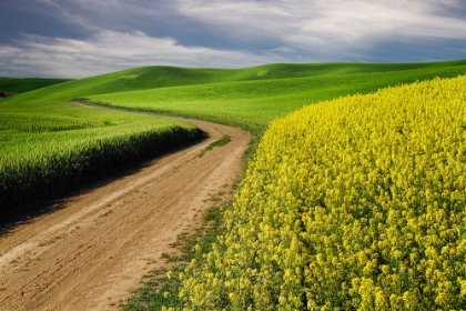 Picture of RURAL FARM ROAD THROUGH YELLOW CANOLA AND GREEN WHEAT CROPS