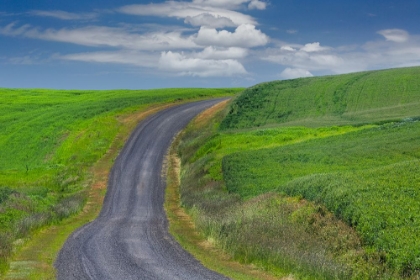 Picture of RURAL ROAD THROUGH ROLLING WHEAT FIELDS-PALOUSE REGION OF EASTERN WASHINGTON STATE