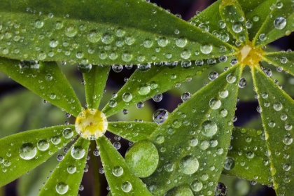 Picture of LUPINE LEAVES AND RAINDROPS-OLYMPIC NATIONAL PARK-WASHINGTON STATE