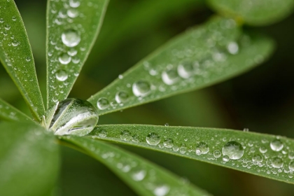 Picture of LUPINE LEAVES AND RAINDROPS-OLYMPIC NATIONAL PARK-WASHINGTON STATE