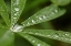 Picture of LUPINE LEAVES AND RAINDROPS-OLYMPIC NATIONAL PARK-WASHINGTON STATE