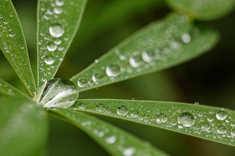 Picture of LUPINE LEAVES AND RAINDROPS-OLYMPIC NATIONAL PARK-WASHINGTON STATE