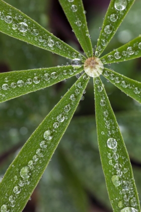Picture of LUPINE LEAVES AND RAINDROPS-OLYMPIC NATIONAL PARK-WASHINGTON STATE