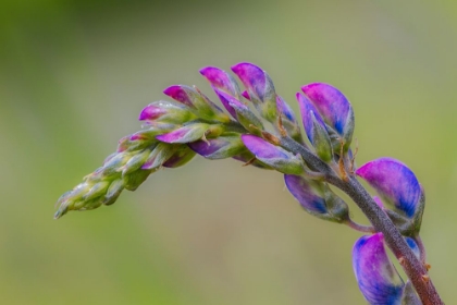 Picture of LUPINE FLOWER OPENING UP-OLYMPIC NATIONAL PARK-WASHINGTON STATE
