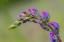 Picture of LUPINE FLOWER OPENING UP-OLYMPIC NATIONAL PARK-WASHINGTON STATE