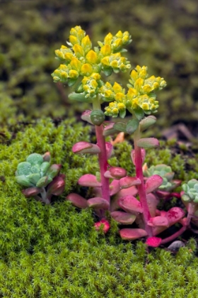 Picture of BROADLEAF STONECROP-OLYMPIC NATIONAL PARK-WASHINGTON STATE