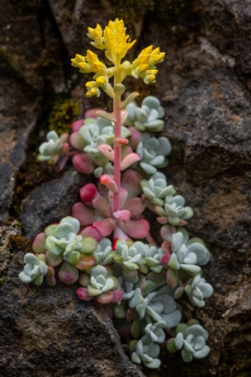 Picture of BROADLEAF STONECROP-OLYMPIC NATIONAL PARK-WASHINGTON STATE