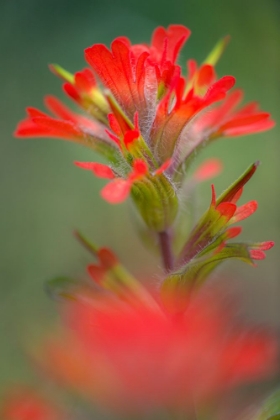 Picture of INDIAN PAINTBRUSH-OLYMPIC NATIONAL PARK-WASHINGTON STATE