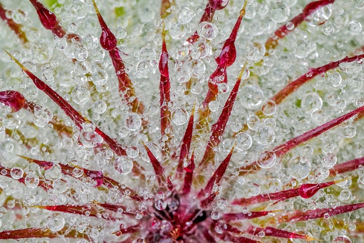 Picture of WATER DROPS ON THISTLE-HURRICANE RIDGE-OLYMPIC NATIONAL PARK-WASHINGTON STATE