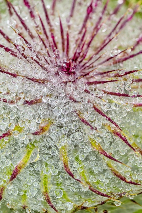 Picture of WATER DROPS ON THISTLE-HURRICANE RIDGE-OLYMPIC NATIONAL PARK-WASHINGTON STATE