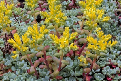 Picture of BROADLEAF STONECROP-OLYMPIC NATIONAL PARK-WASHINGTON STATE