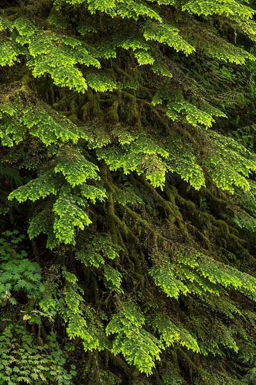 Picture of WESTERN HEMLOCK TREE-HOH RAINFOREST-OLYMPIC NATIONAL PARK-WASHINGTON STATE