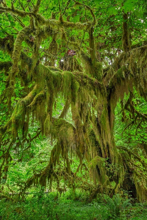 Picture of BIG LEAF MAPLE TREE DRAPED WITH CLUB MOSS-HOH RAINFOREST-OLYMPIC NATIONAL PARK-WASHINGTON STATE