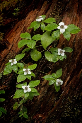 Picture of DOGWOOD BUNCHBERRY-OLYMPIC NATIONAL PARK-WASHINGTON STATE