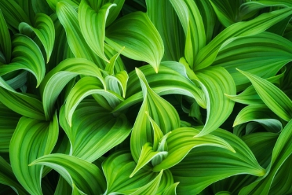 Picture of USA-WASHINGTON STATE-MT RAINIER NATIONAL PARK-CLOSE-UP OF CORN LILY PLANT