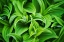 Picture of USA-WASHINGTON STATE-MT RAINIER NATIONAL PARK-CLOSE-UP OF CORN LILY PLANT