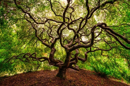 Picture of USA-WASHINGTON-SEATTLE-JAPANESE MAPLE TREE WITH TWISTED BRANCHES