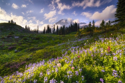 Picture of USA-WASHINGTON-MT-RAINIER NATIONAL PARK-MOUNTAIN MEADOW WITH WILDFLOWERS