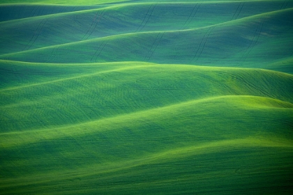 Picture of USA-WASHINGTON-PALOUSE-ROLLING SPRING WHEAT FIELDS