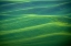 Picture of USA-WASHINGTON-PALOUSE-ROLLING SPRING WHEAT FIELDS