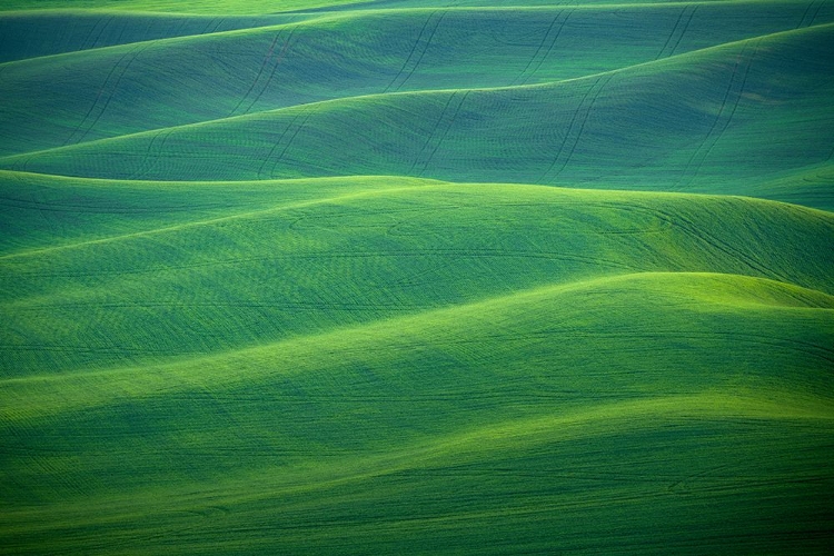 Picture of USA-WASHINGTON-PALOUSE-ROLLING SPRING WHEAT FIELDS