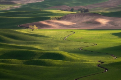 Picture of USA-WASHINGTON-PALOUSE-ROLLING SPRING WHEAT FIELDS