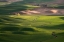 Picture of USA-WASHINGTON-PALOUSE-ROLLING SPRING WHEAT FIELDS