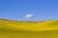 Picture of USA-WASHINGTON-PALOUSE-RIPE CANOLA CROP AND CLOUD