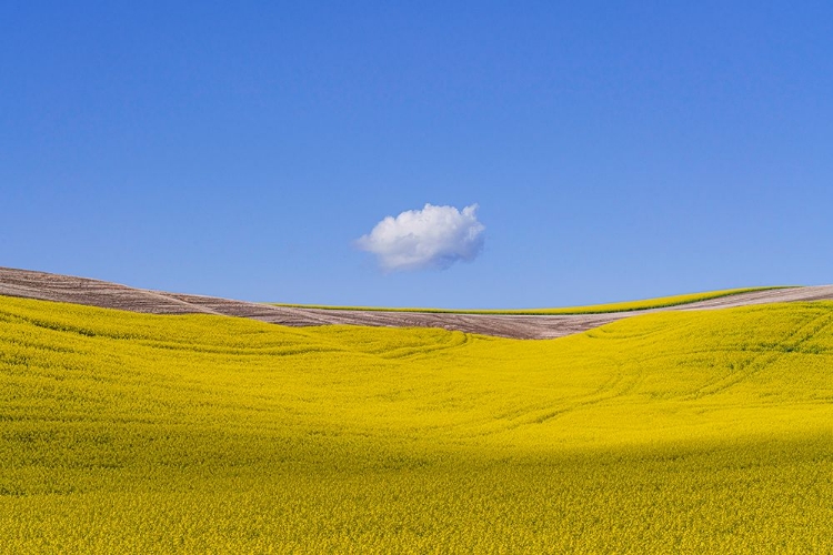 Picture of USA-WASHINGTON-PALOUSE-RIPE CANOLA CROP AND CLOUD