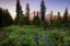 Picture of USA-WASHINGTON-MT RAINIER NATIONAL PARK-ALPINE MEADOW AND MT-RAINIER