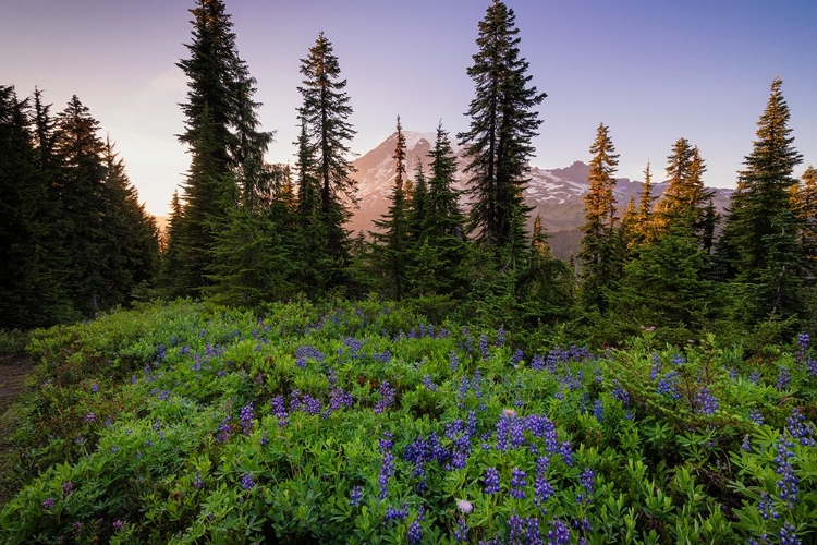 Picture of USA-WASHINGTON-MT RAINIER NATIONAL PARK-ALPINE MEADOW AND MT-RAINIER