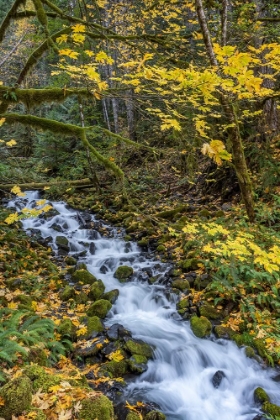 Picture of USA-WASHINGTON STATE-OLYMPIC NATIONAL PARK CREEK RAPIDS AND FOREST IN AUTUMN