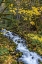 Picture of USA-WASHINGTON STATE-OLYMPIC NATIONAL PARK CREEK RAPIDS AND FOREST IN AUTUMN