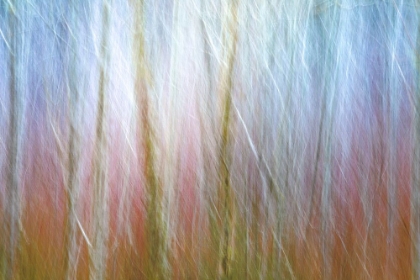 Picture of USA-WASHINGTON STATE-SEABECK ALDER FOREST ABSTRACT