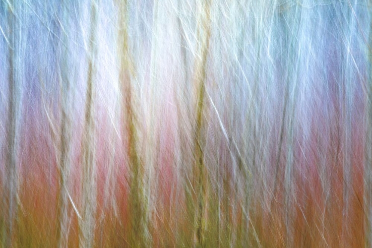 Picture of USA-WASHINGTON STATE-SEABECK ALDER FOREST ABSTRACT