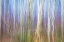 Picture of USA-WASHINGTON STATE-SEABECK ALDER FOREST ABSTRACT