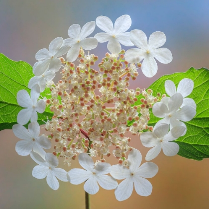 Picture of USA-WASHINGTON STATE-SILVERDALE HIGHBUSH CRANBERRY VIBURNUM FLOWERS CLOSE-UP