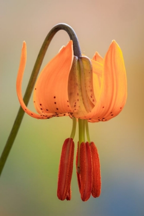 Picture of USA-WASHINGTON-DEWATTO TIGER LILY FLOWER CLOSE-UP