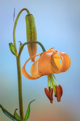 Picture of USA-WASHINGTON-DEWATTO TIGER LILY FLOWER CLOSE-UP