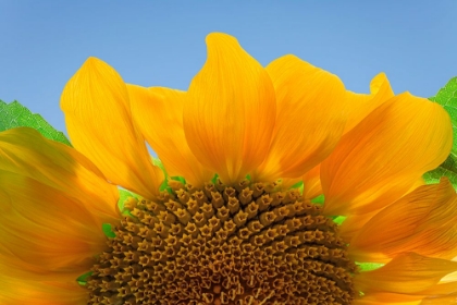 Picture of USA-WASHINGTON STATE-SEABECK SUNFLOWER BLOSSOM CLOSE-UP