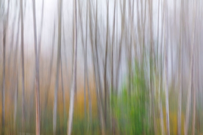 Picture of USA-WASHINGTON STATE-SEABECK ALDER FOREST ABSTRACT