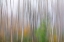 Picture of USA-WASHINGTON STATE-SEABECK ALDER FOREST ABSTRACT