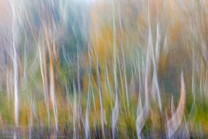 Picture of USA-WASHINGTON STATE-SEABECK ALDER FOREST ABSTRACT