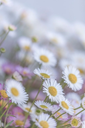 Picture of USA-WASHINGTON STATE-SEABECK SANTA BARBARA DAISIES